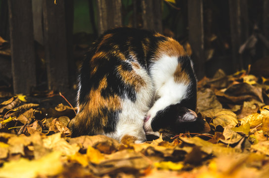 Calico cat washing his face on autumn leaves
