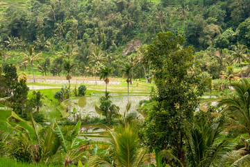 Fototapeta na wymiar Ricefields in the neighbourhood of Tabanan, Bali, IDN