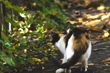 Calico cat sneaks in the autumn grass