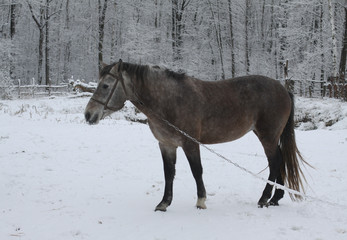 Beautiful white-gray horse in the winter at the farm. New Year's landscape with a noble animal. Christmas theme
