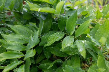 drops of water on the leaves of a beautiful plant