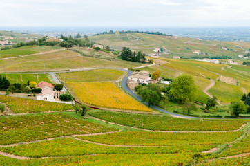 The famous vineyard of Fleurie in Beaujolais