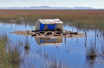 Île aux cochons sur le lac Titicaca au Pérou 