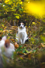 Calico cat in the background in the autumn grass