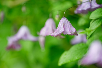 Bl&uuml;ten der Clematis