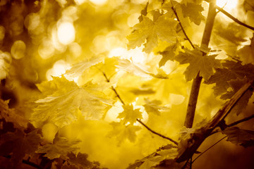 Autumn maple tree with yellow leaves in sunny day