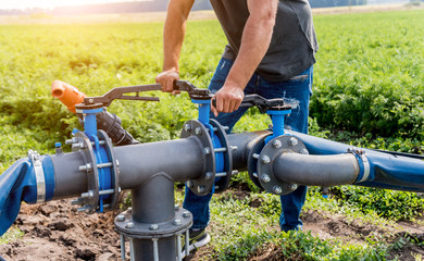 Drip irrigation system. Water saving drip irrigation system being used in a young carrot field....