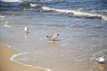 Many seagulls on the beach at the Baltic Sea search for food