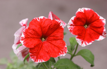 Petunia red  and white blooming on a grey background is close-up horizontally.  Petunia. Solanaceae family. 