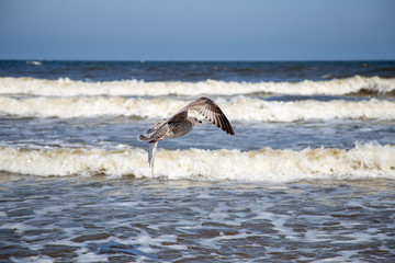 Naklejka premium A seagull approaching to land in the water.