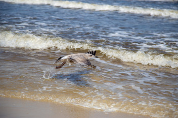 Fototapeta premium A seagull approaching to land in the water.