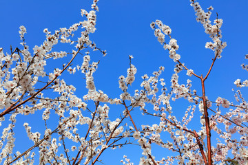 cherry blossoms in the blue sky
