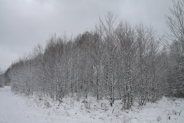 Beautiful winter landscape on a background of trees and forest. Christmas and New Year mood....