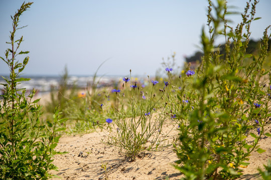 The view through grass and thistles over the dune to the beach of Zempin on the island Usedom
