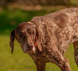 portrait of dog