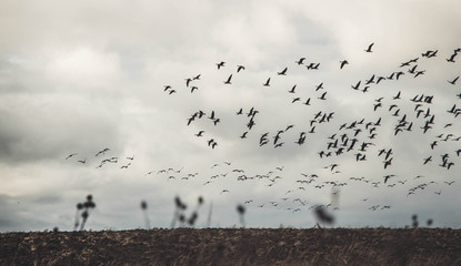 A large flock of geese flies low over the field. Autumn. Overcast. brown tones