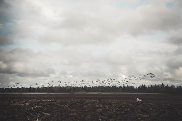 A large flock of geese flies low over the field. Autumn. Overcast. brown tones