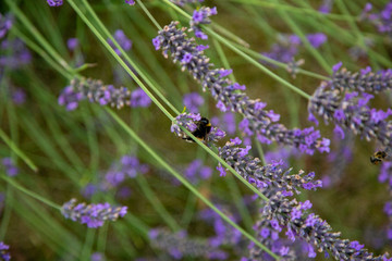 a bumblebee with lots of pollen on its back sits on a lavender and collects