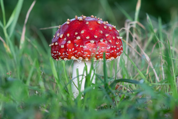 Red Fly Agaric