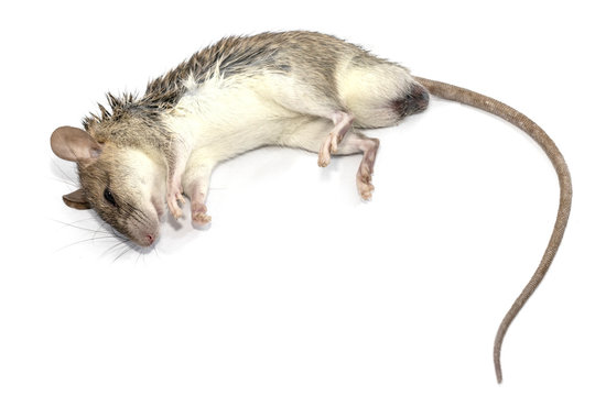 rat die isolated on white background. mouse dead laying across a table.