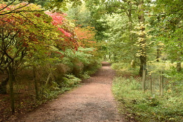 path in the forest