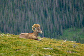 Ram relaxing in rocky mountains