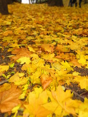 autumn leaves background