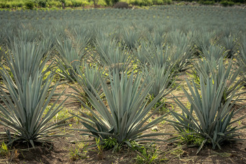 Agave