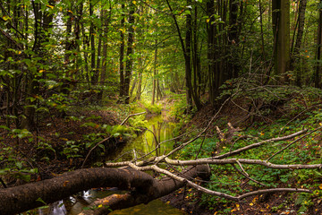 river in the forest