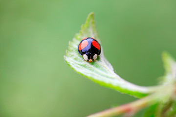 Lady beetles on plant leaves
