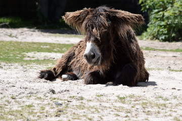 Liegender Poitou-Esel