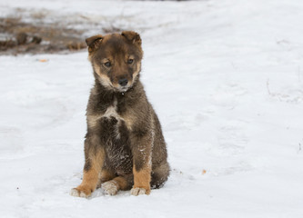 Lonely homeless puppy sitting in the snow