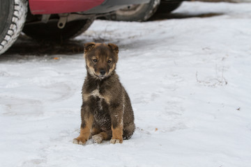 Lonely homeless puppy sitting in the snow