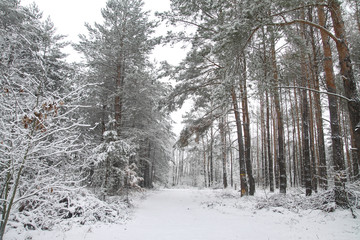 Beautiful winter landscape in a snowy forest. Beautiful Christmas trees in a snowdrift and snowflakes. Stock photo for new year