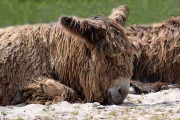 Fototapeta premium Liegender Poitou-Esel