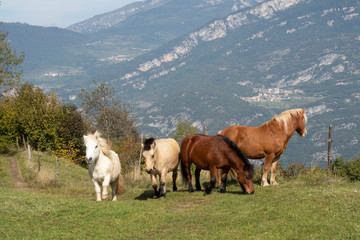 Obraz premium Brentonico town, in Trentino Alto Adige