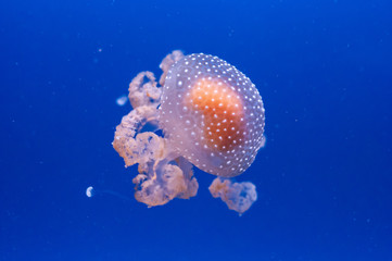 graceful sea animal white spotted jellyfish in blue water