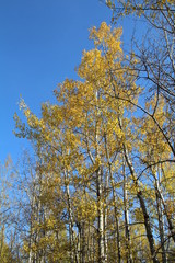 Obraz premium Colours Of The Trees, Elk Island National Park, Alberta