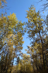 Autumn Above Us, Elk Island National Park, Alberta