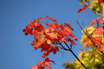 Rotes Laub vor blauem Himmel im Herbst