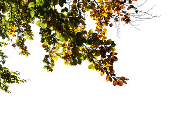 Verfärbte Blätter am Baum als Freisteller