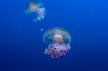 graceful sea animal white spotted jellyfish in blue water