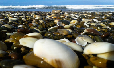 Playa virgen de caracoles en Miramar, Argentina, Sud America