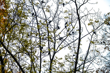 Autumn has come, autumn is here. Yellow, crimson and colorful leaves on the branches of trees and shrubs. Branches without leaves. Birds are sitting on the branches. Background from the cloudy sky. Da