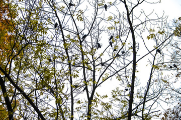 Autumn has come, autumn is here. Yellow, crimson and colorful leaves on the branches of trees and shrubs. Branches without leaves. Birds are sitting on the branches. Background from the cloudy sky. Da