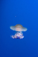 graceful sea animal white spotted jellyfish in blue water