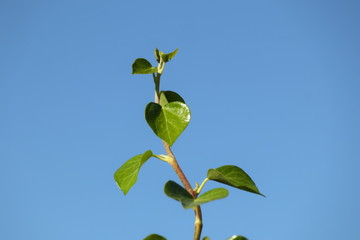 Blätter vor strahlend blauem Himmel
