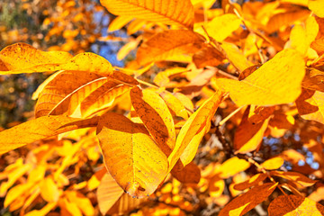 Autumn landscape of autumn tree with yellow leaves.