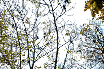 Autumn has come, autumn is here. Yellow, crimson and colorful leaves on the branches of trees and shrubs. Branches without leaves. Birds are sitting on the branches. Background from the cloudy sky. Da