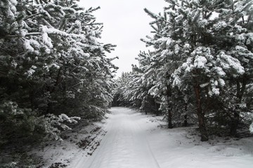 Beautiful winter landscape in a snowy forest. Beautiful Christmas trees in a snowdrift and snowflakes. Stock photo for new year